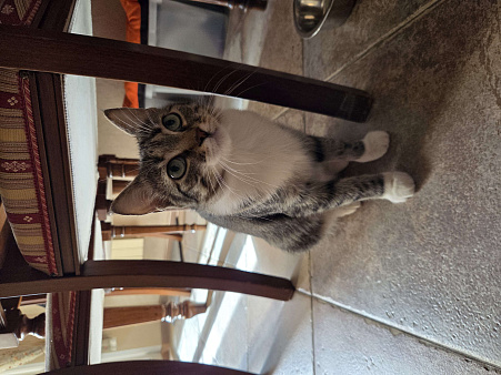 Котёнок ищет семью