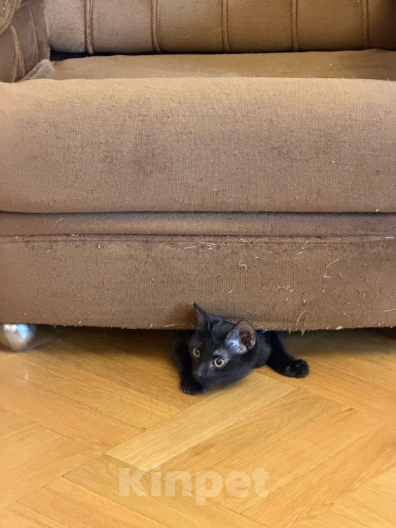 Кошки в Москве: Я очень жду мою маму Мальчик, Бесплатно - фото 6