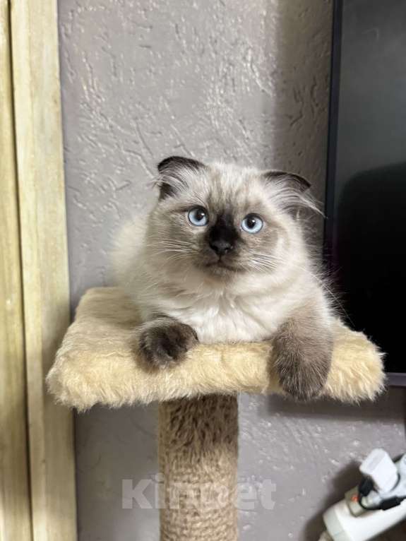 Кошки в Москве: Невские маскарадные котята Мальчик, 22 000 руб. - фото 4