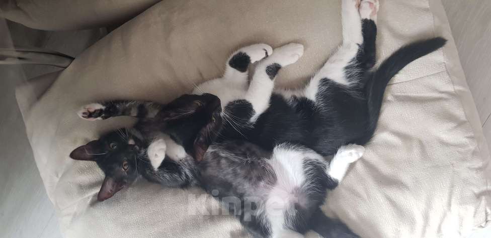 Кошки в Сочи: БАРСИК  Мальчик, 10 руб. - фото 2