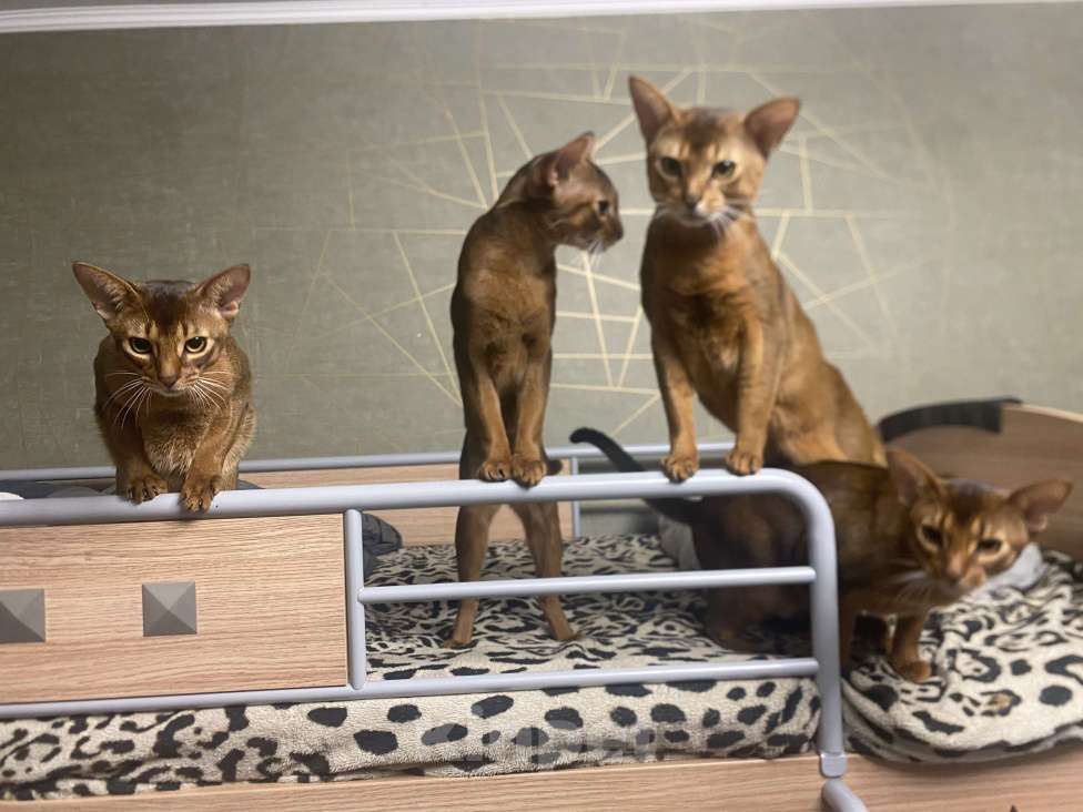 Кошки в Москве: Абиссинские котята бесплатно  Мальчик, 1 000 руб. - фото 2