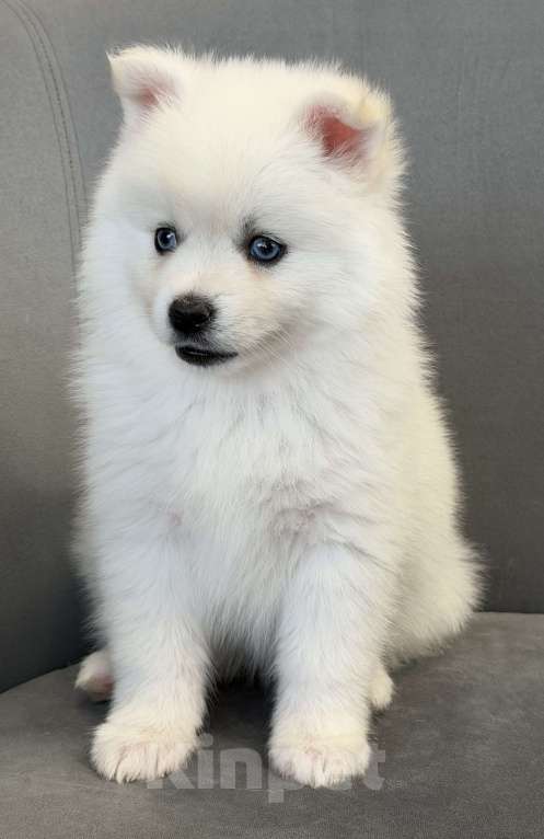 Собаки в Санкт-Петербурге: Мальчик помски Мальчик, 50 000 руб. - фото 3