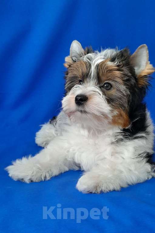 Собаки в Москве: Мальчик среднего формата Мальчик, 40 000 руб. - фото 5