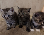 Кошки в Подольске: Котенок мальчик серый  Мальчик, Бесплатно - фото 4