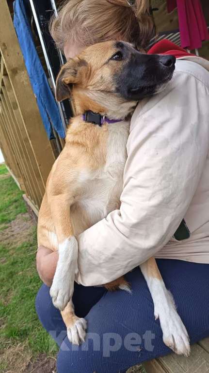 Собаки в Москве: Щенок фенотип овчарки малинуа Алиса в добрые руки Девочка, 1 руб. - фото 2