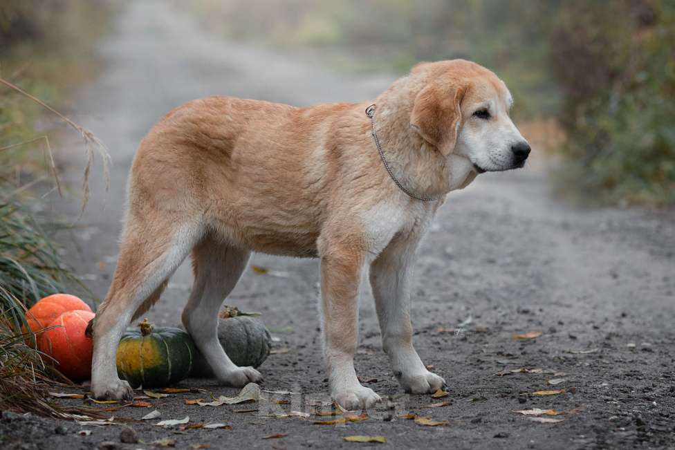 Собаки в других городах Московской области: Испанский мастиф, щенки Девочка, 80 000 руб. - фото 4