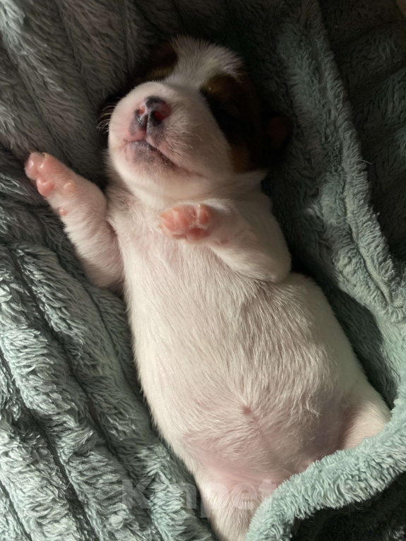 Собаки в Тамбове: Джек Рассел Девочка, 100 000 руб. - фото 3