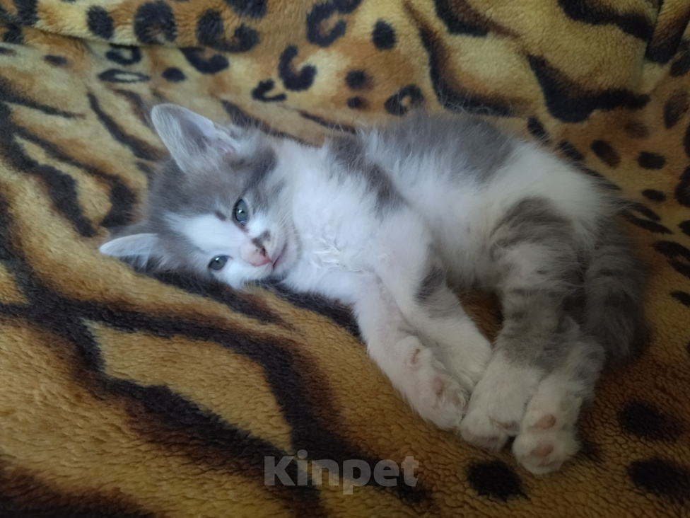 Кошки в Алексеевке: Котенок в добрые руки Мальчик, Бесплатно - фото 5
