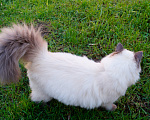 Кошки в Краснодаре: Котята Невская маскарадная кошечка котик пушистые блю поинт окрас Девочка, 17 000 руб. - фото 7