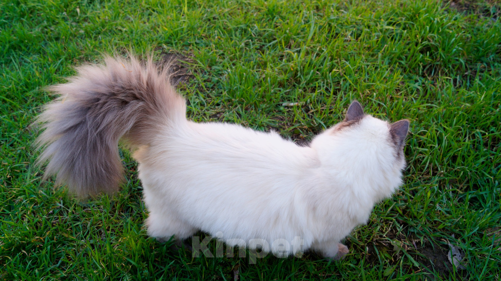 Кошки в Краснодаре: Котята Невская маскарадная кошечка котик пушистые блю поинт окрас Девочка, 17 000 руб. - фото 7