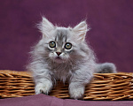 Кошки в Барнауле: Кошечка Юлиана💖 Девочка, Бесплатно - фото 2
