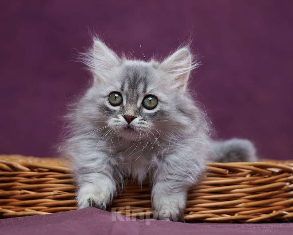 Кошки в Барнауле: Кошечка Юлиана💖 Девочка, Бесплатно - фото 2