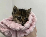 Кошки в Казани: Отдам котёнка в добрые руки Мальчик, Бесплатно - фото 4