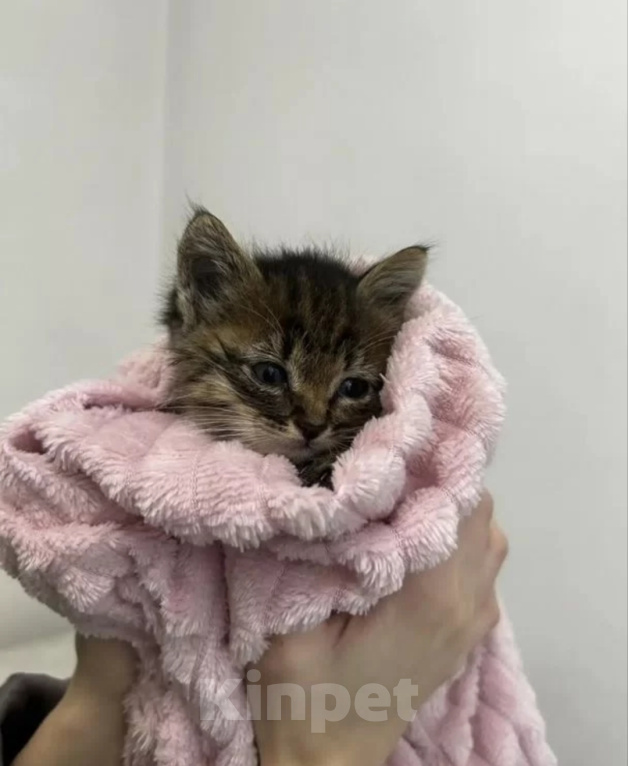 Кошки в Казани: Отдам котёнка в добрые руки Мальчик, Бесплатно - фото 4