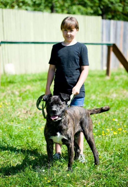 Собаки в Москве: Грозная с наружи, добрая внутри Девочка, Бесплатно - фото 5