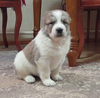 Девочка САО