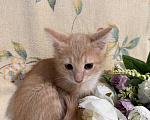 Кошки в Сосновом Бору: Котенок Персей Мальчик, Бесплатно - фото 6