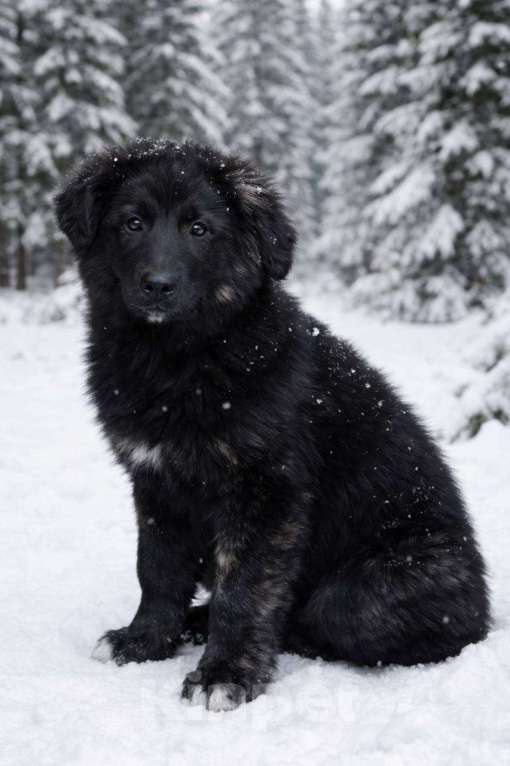 Собаки в Лобне: классный пушистый малыш очень ждет свою семью  Мальчик, Бесплатно - фото 2
