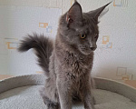 Кошки в Москве: Котенок мейн-кун девочка Девочка, 20 000 руб. - фото 9