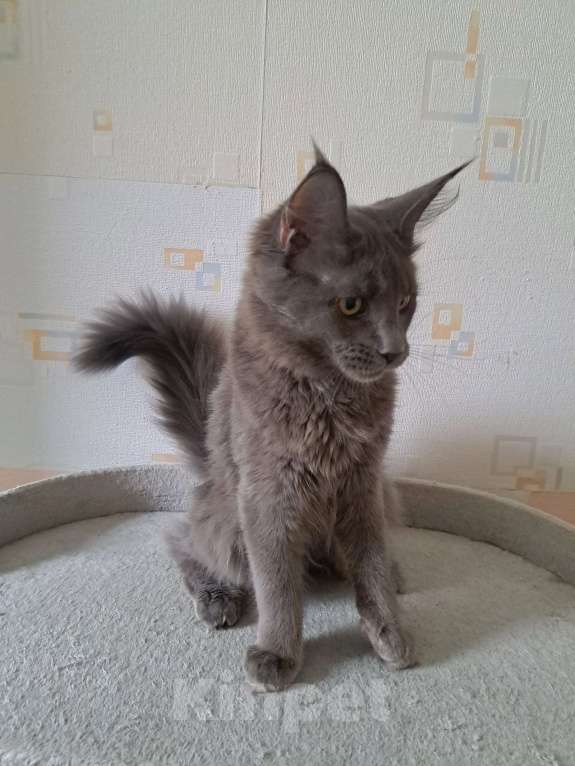 Кошки в Москве: Котенок мейн-кун девочка Девочка, 20 000 руб. - фото 9
