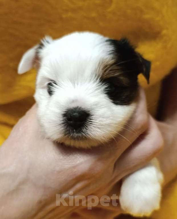 Собаки в Наро-Фоминске: Очаровательные щенки Бивер-Йорка Мальчик, 45 000 руб. - фото 2