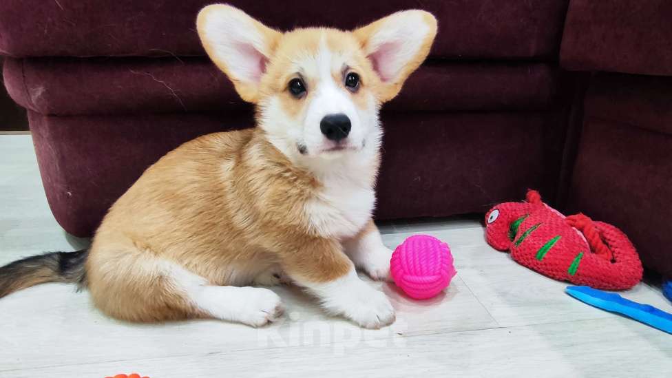 Собаки в Воронеже: Мальчик 2,5 мес Мальчик, Бесплатно - фото 1