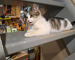 Кошки в Лобне: Серо-белый котенок Мальчик, Бесплатно - фото 3