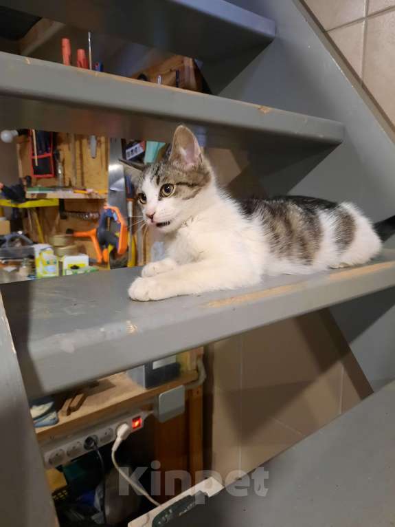 Кошки в Лобне: Серо-белый котенок Мальчик, Бесплатно - фото 3