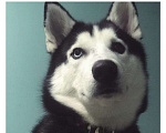 Собаки в Набережных Челнах: Собака в любящую семью Мальчик, 1 руб. - фото 3