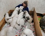 Собаки в Воскресенске: Щенки Пиренейской горной собаки  Мальчик, 100 000 руб. - фото 6
