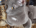 Кошки в Видном: Котёнок в добрые руки Девочка, 10 руб. - фото 5
