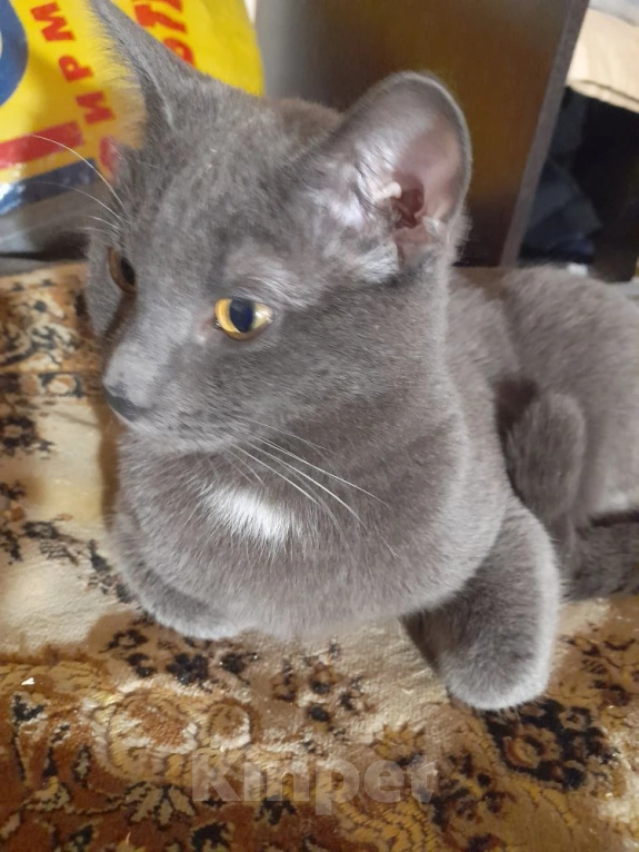 Кошки в Видном: Котёнок в добрые руки Девочка, 10 руб. - фото 5