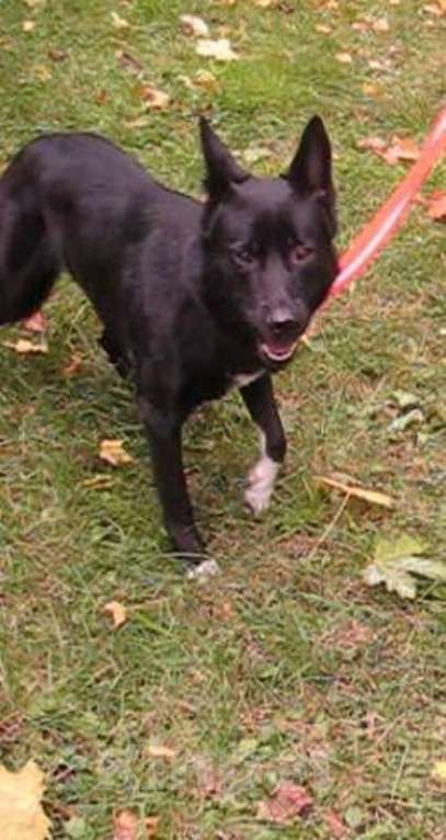 Собаки в Санкт-Петербурге: 02.10.2025 Найдена собака девочка Крупный черный метис Девочка, Бесплатно - фото 2