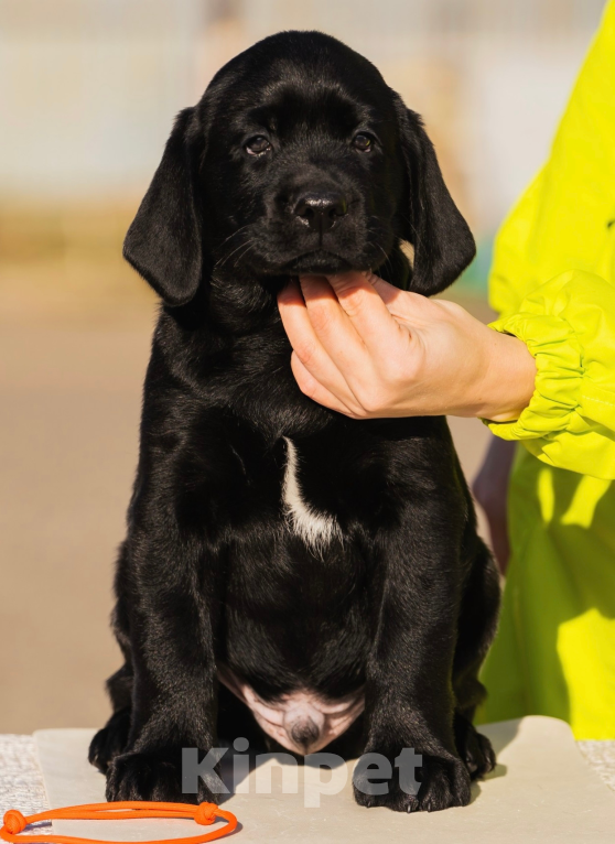 Собаки в Красноярске: Лабрадор ретривер щенки Мальчик, Бесплатно - фото 3