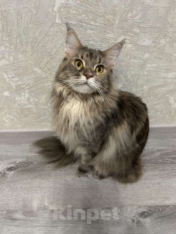 Кошки в Мурином: Девочка мейн-кун Девочка, Бесплатно - фото 2