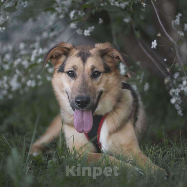 Собаки в Москве: Твигги Девочка, Бесплатно - фото 2