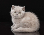 Кошки в Санкт-Петербурге: Британская девочка Барби Девочка, 45 000 руб. - фото 1