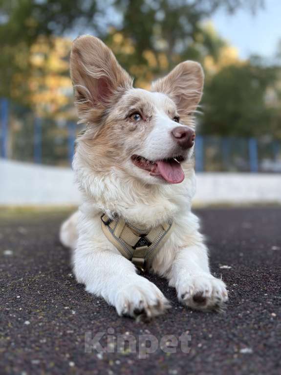 Собаки в Санкт-Петербурге: Щенок корги кардиган мраморный  Мальчик, 15 000 руб. - фото 5