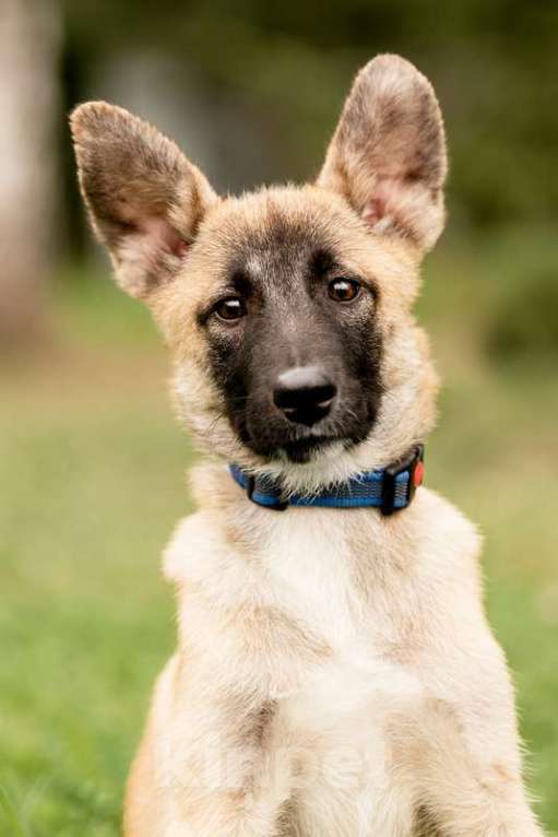 Собаки в Москве: Щенки метисы овчарки в добрые руки Мальчик, Бесплатно - фото 5