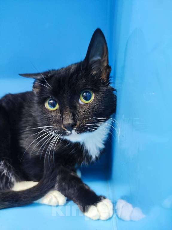 Кошки в Москве: Милаш, милый котенок в добрые руки Мальчик, Бесплатно - фото 2