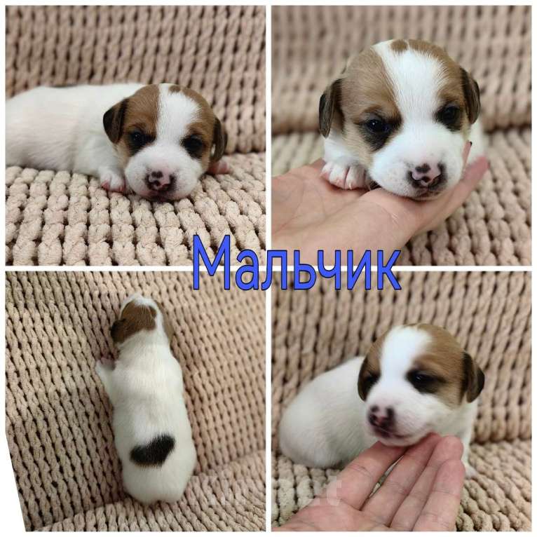 Собаки в Ставрополе: Щенки открыты к бронированию Разнополые, 25 000 руб. - фото 3