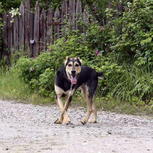 Собаки в Пушкино: отдам собаку Девочка, Бесплатно - фото 10