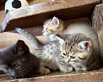 Кошки в других городах Воронежской области: Манчкины - котята ждут друзей Разнополые, 25 000 руб. - фото 8