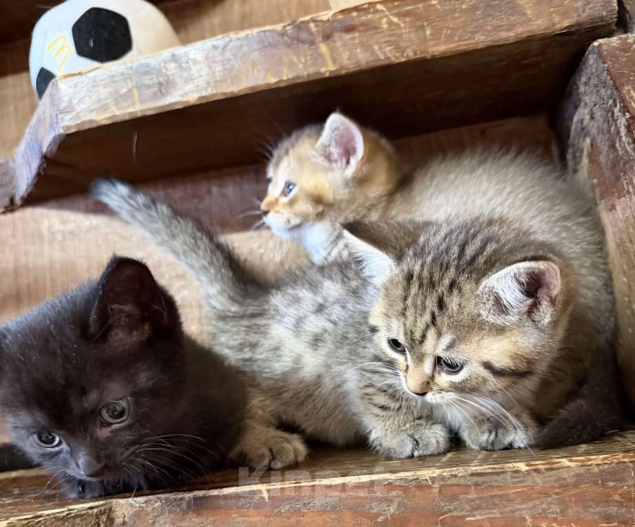 Кошки в других городах Воронежской области: Манчкины - котята ждут друзей Разнополые, 25 000 руб. - фото 8
