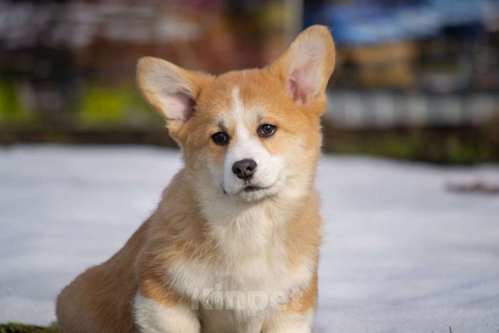 Собаки в Вологде: Щенки Вельш корги пемброк Разнополые, 80 000 руб. - фото 4