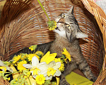 Кошки в Калуге: Тигран Потапыч, настоящий полосатый кот в добрые руки. Мальчик, Бесплатно - фото 4