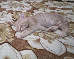 Кошки в Ливны: Котенок американский керл, 5 000 руб. - фото 7