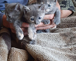 Кошки в Новороссийске: отдам в добрые руки Мальчик, Бесплатно - фото 4