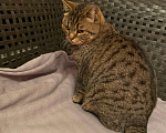 Кошки в Щербинке: Потерялся кот (помесь с британцем) Мальчик, 5 000 руб. - фото 5
