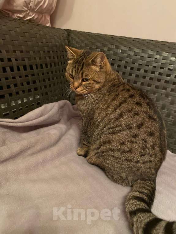 Кошки в Щербинке: Потерялся кот (помесь с британцем) Мальчик, 5 000 руб. - фото 5